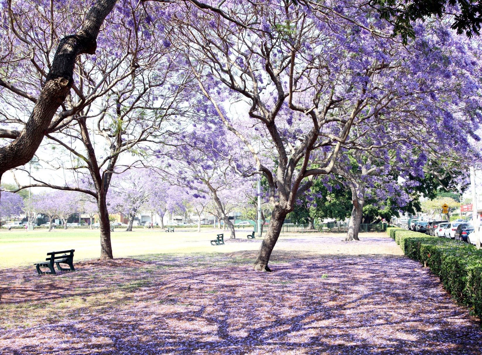 moving to queensland jacaranda