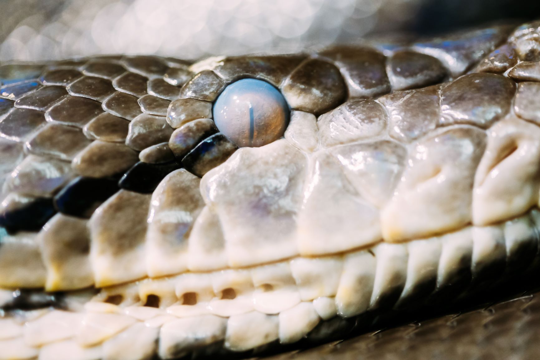 Backyard Snakes In Brisbane Whos Your Friend And Whos Your Foe