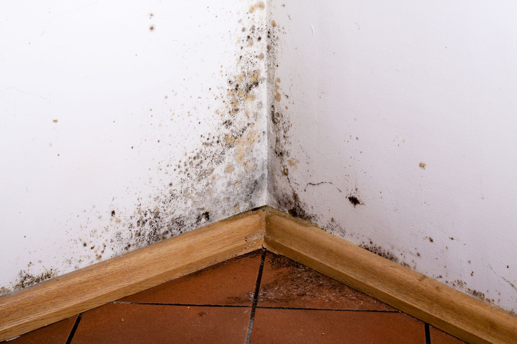 black mould