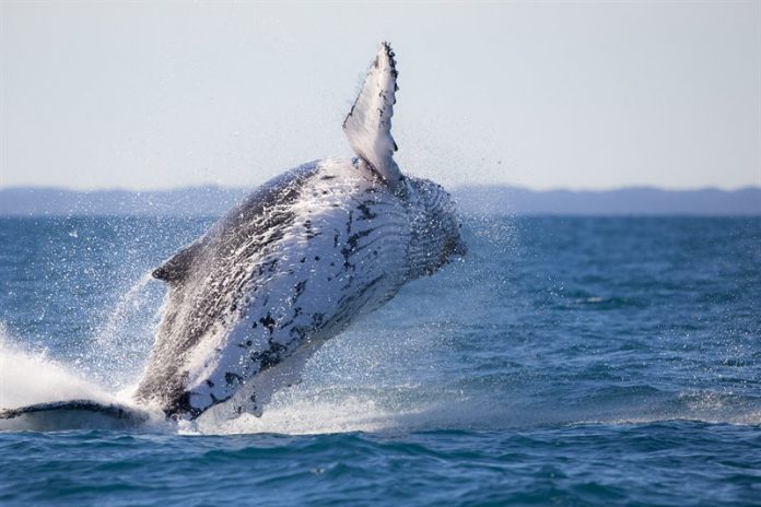 things to do in hervey bay whale