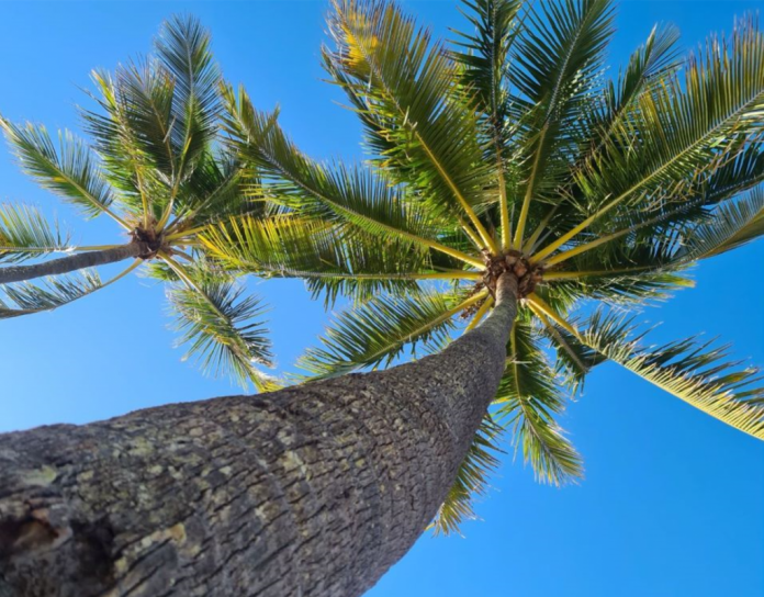 Hervey Bay Palm Tree