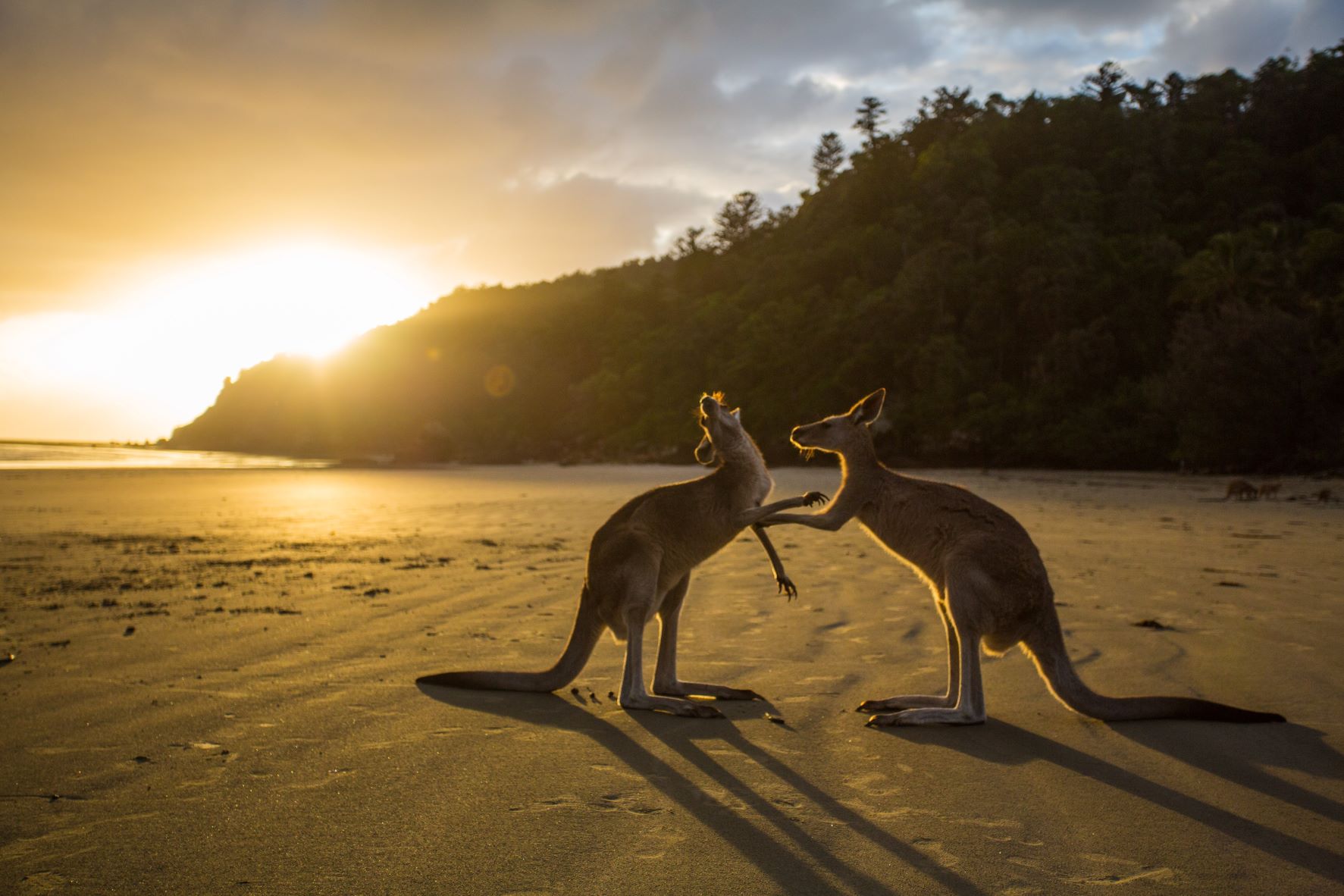 kangaroos on beach at Cape Hillsborough)