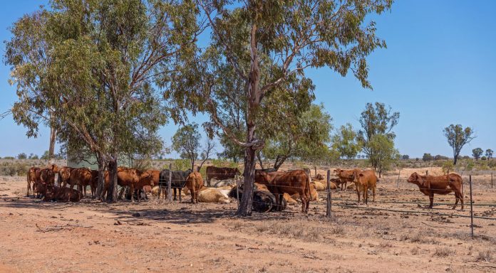 Regional Queensland Gears Up for a Long El Nino Period - Cows taking refuge in the shade during drought