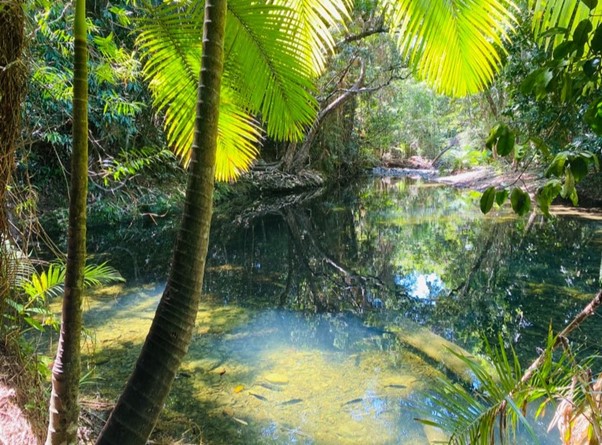 Water Hole off road in Cape Tribulation
