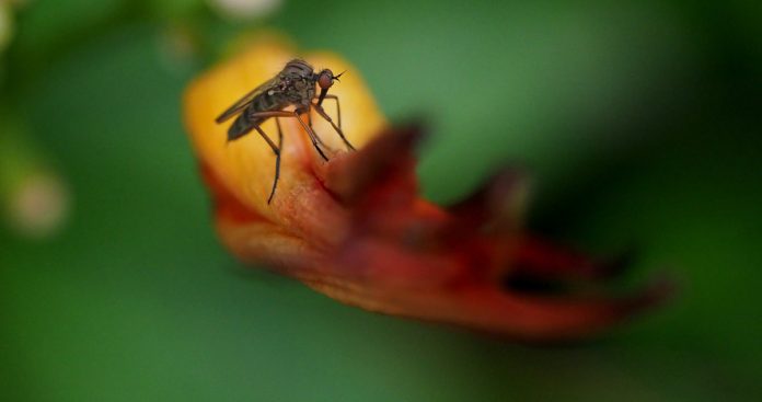 Outbreak of mosquitoes in Queensland - close up image of one on a plant