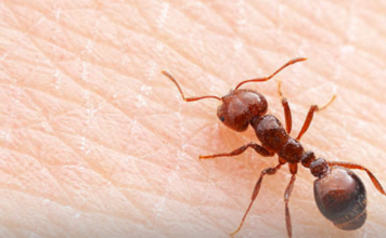 Fire Ants are only 2-6mm long and are reddish brown or coppery in colour.