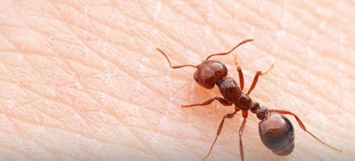 Fire Ants are only 2-6mm long and are reddish brown or coppery in colour.